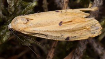 Lithosia quadra female · keturtaškė kerpytė ♀