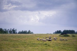 peizažas su avimis šalia Jūžintų