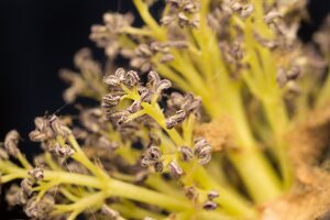 Fraxinus excelsior · paprastas uosis