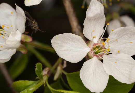 Prunus cerasifera flowers · skėstašakė slyva, žiedai