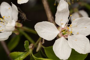 Prunus cerasifera flowers · kaukazinė slyva, žiedai