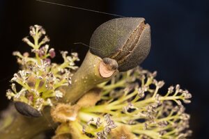 Fraxinus excelsior · paprastas uosis