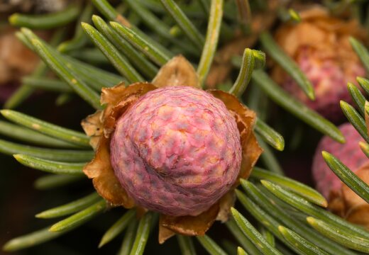 Picea abies male cone · paprastoji eglė, vyriškas kankorėžis
