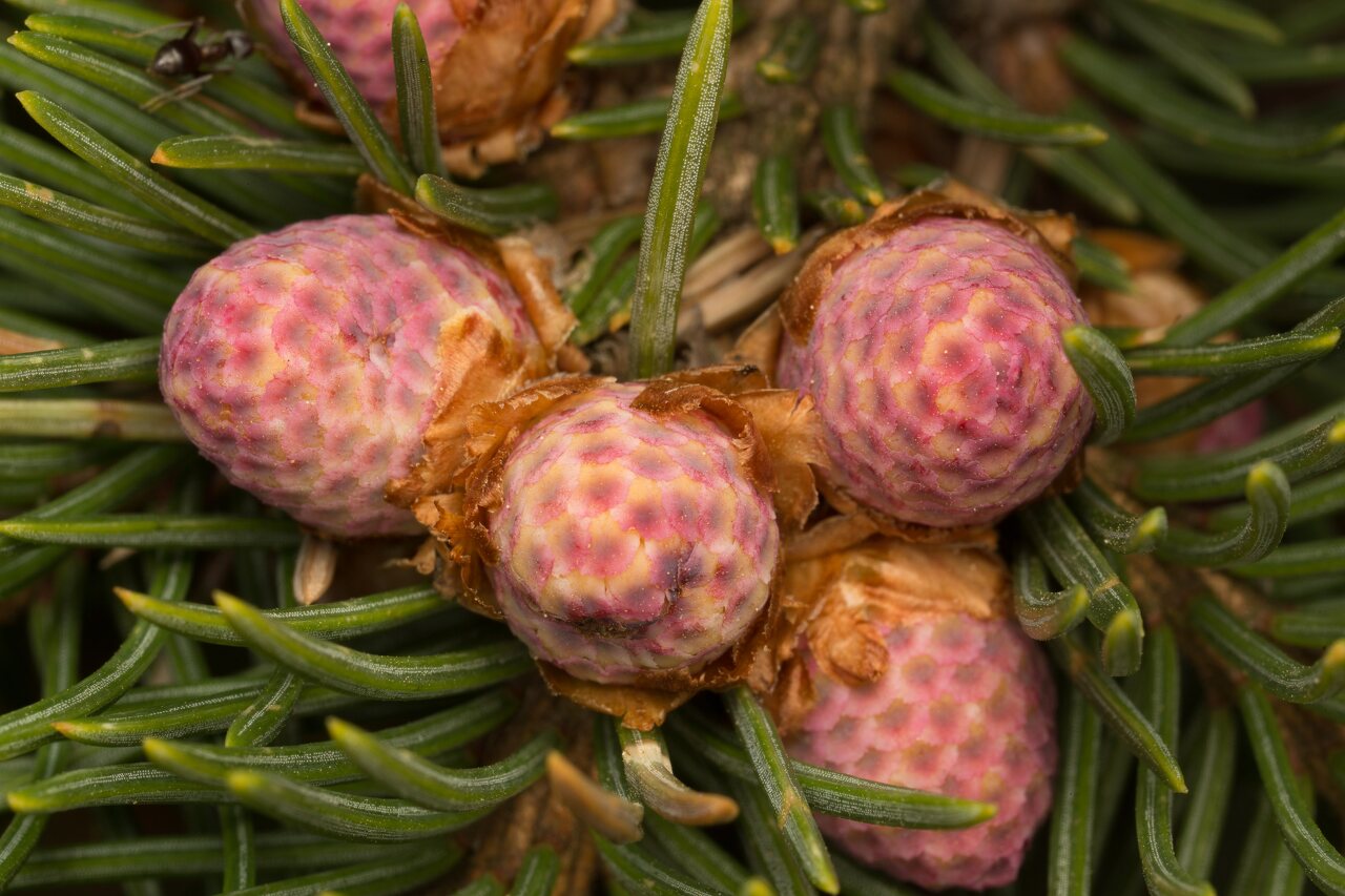 Picea abies male cones · paprastoji eglė, vyriški kankorėžiai