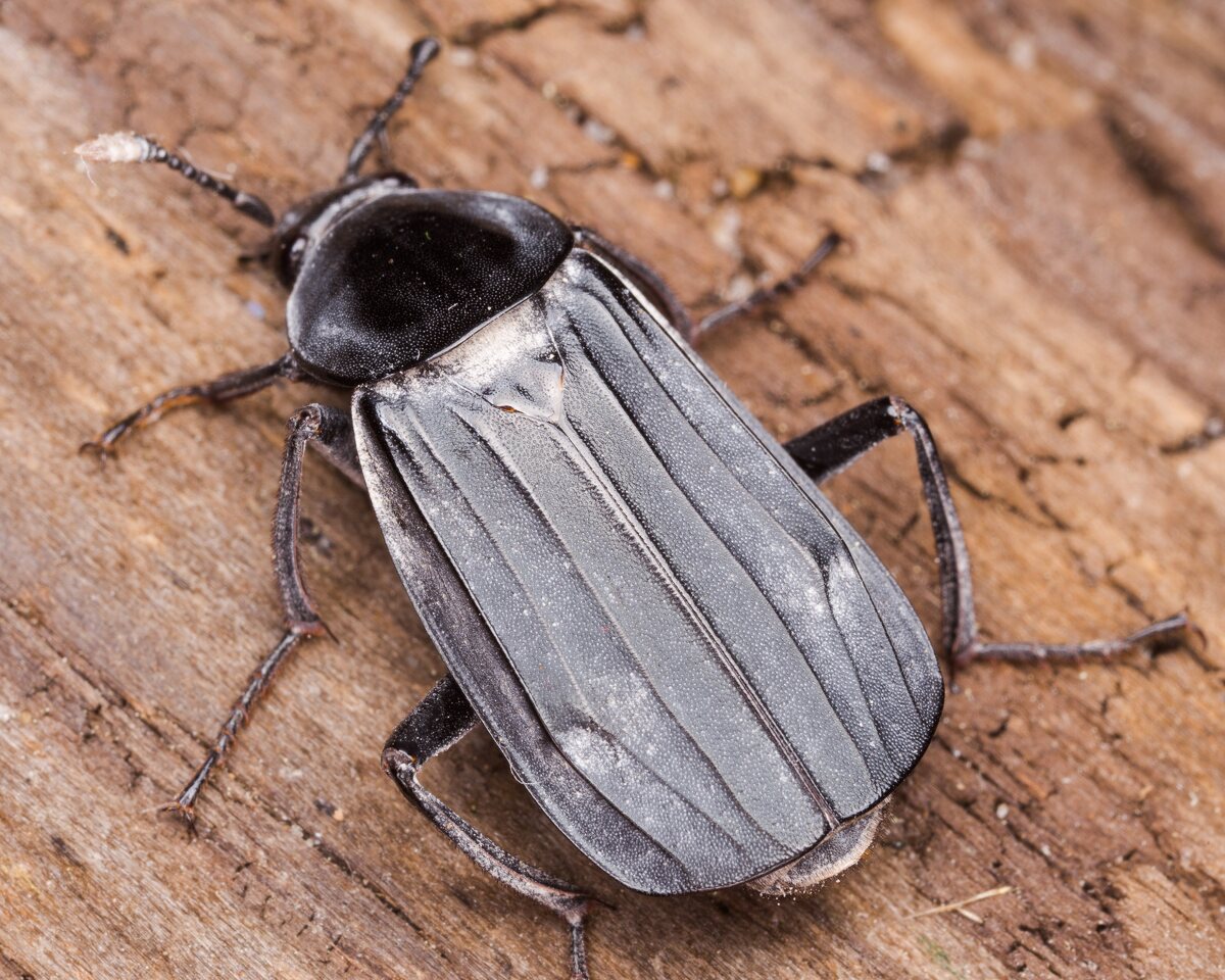 Necrodes littoralis female · juodasis maitvabalis ♀