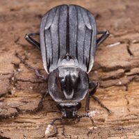 Necrodes littoralis female · juodasis maitvabalis ♀