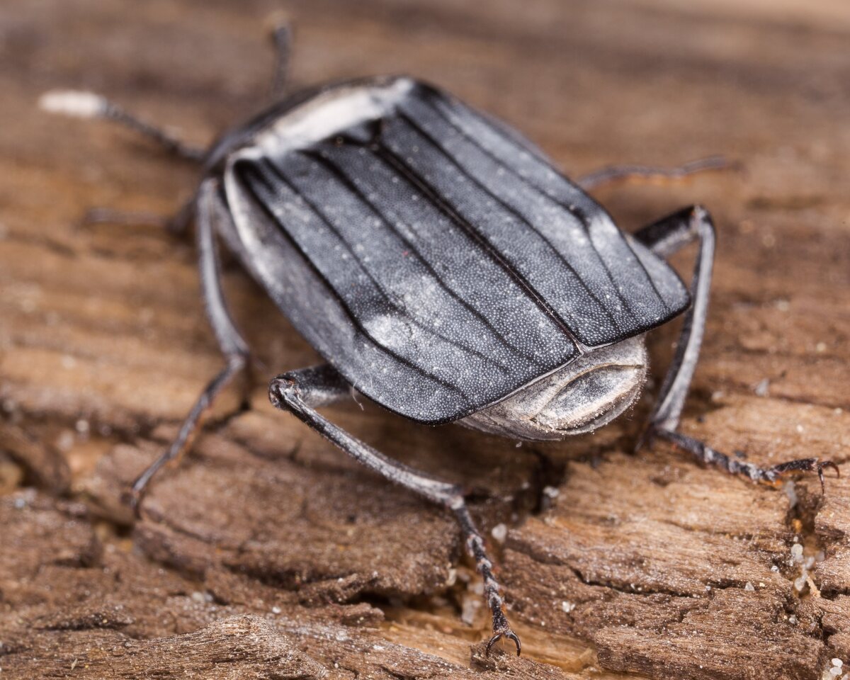 Necrodes littoralis female · juodasis maitvabalis ♀