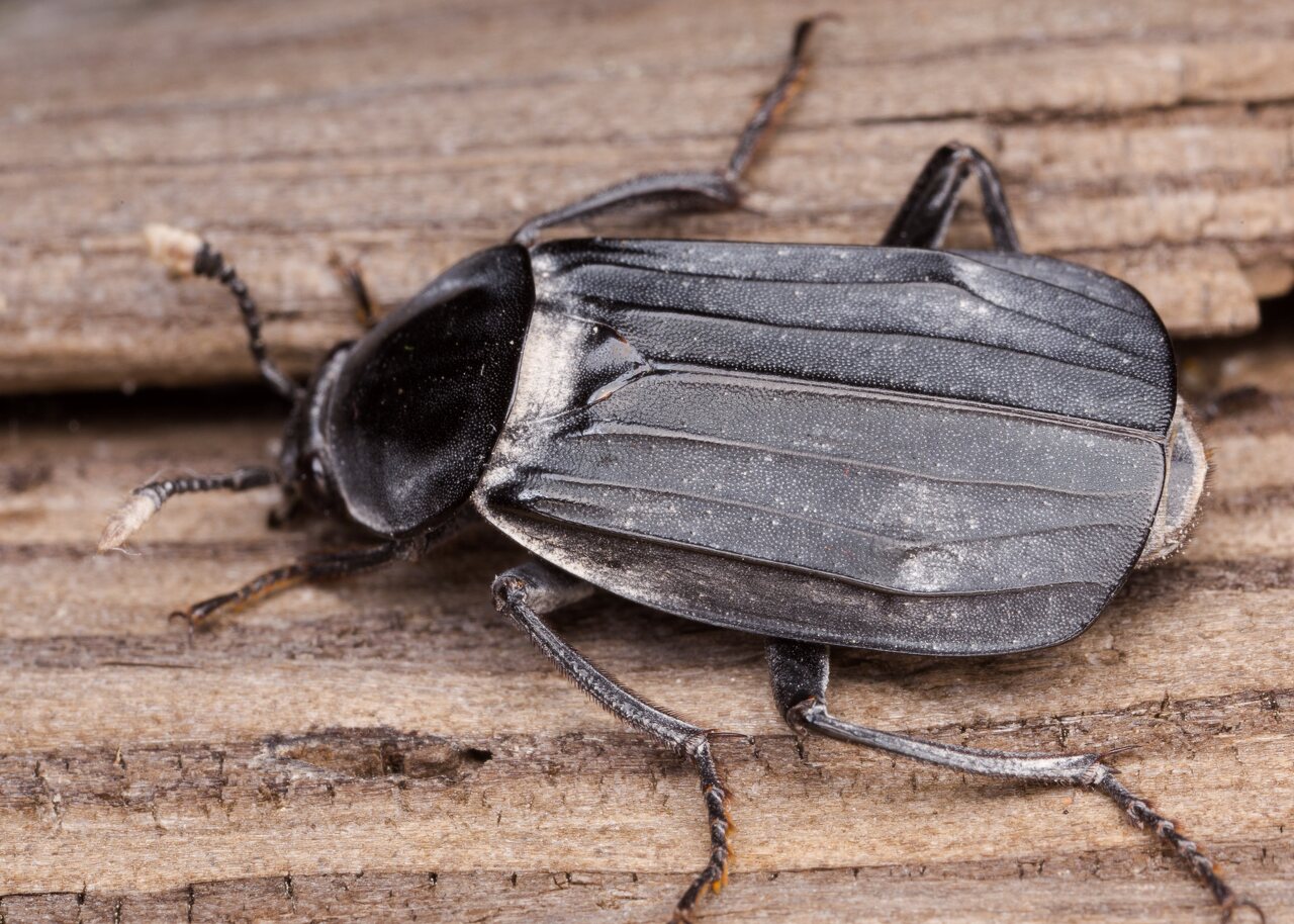 Necrodes littoralis female · juodasis maitvabalis ♀