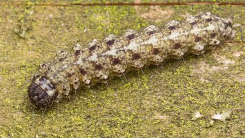 Atethmia centrago caterpillar · vėlyvis, jaunas vikšras