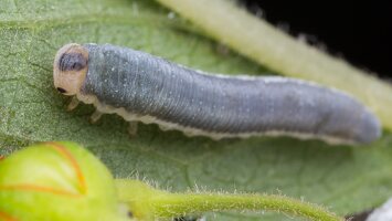Monostegia abdominalis larva · pjūklelio lerva