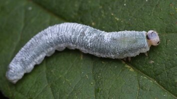 Monostegia abdominalis larva · pjūklelio lerva
