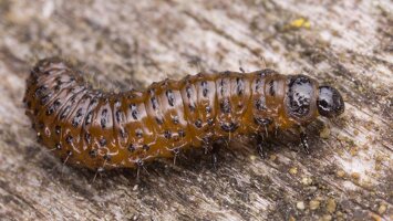 Chrysomelidae larva · lapgraužio lerva