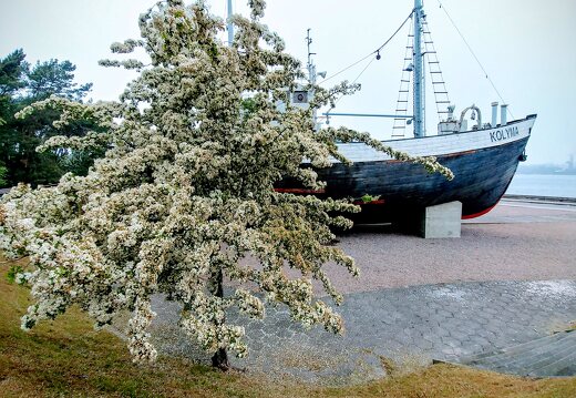 Klaipėda, Kopgalis · Lietuvos jūrų muziejus, senųjų žvejybos laivų aikštė
