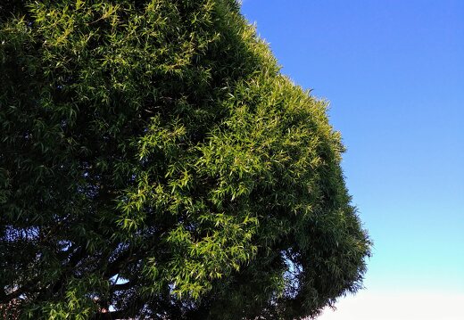 Salix euxina 'Bullata' · rytinis trapusis gluosnis