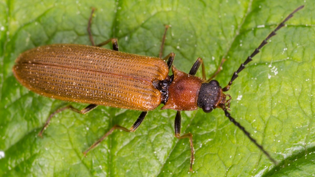 Denticollis linearis, male · vagotasis spragšis ♂