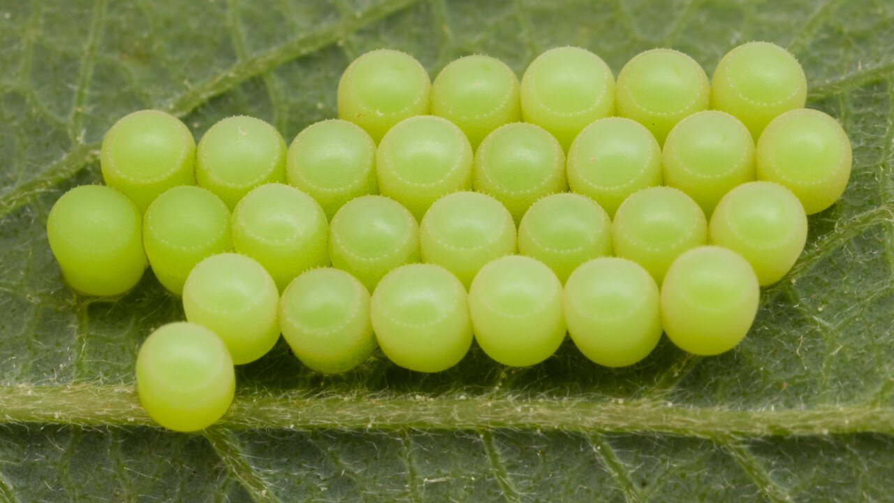 Palomena prasina eggs · medinė skydblakė, kiaušinėliai