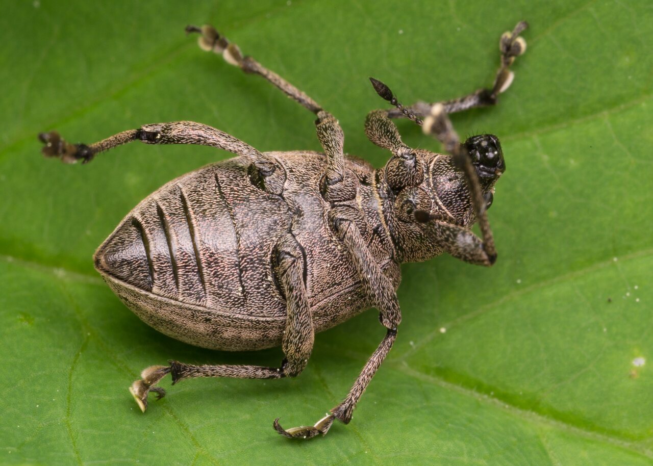 Otiorhynchus ligustici · liucerninis pjovėjas