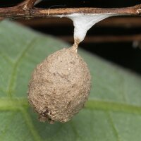 Agroeca sp. egg sac covered with particles of earth