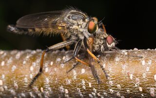 Neoitamus cyanurus male · plėšriamusė ♂