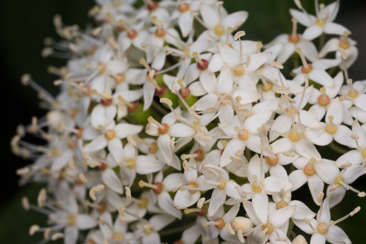 Cornus alba flowers · baltoji sedula, žiedai