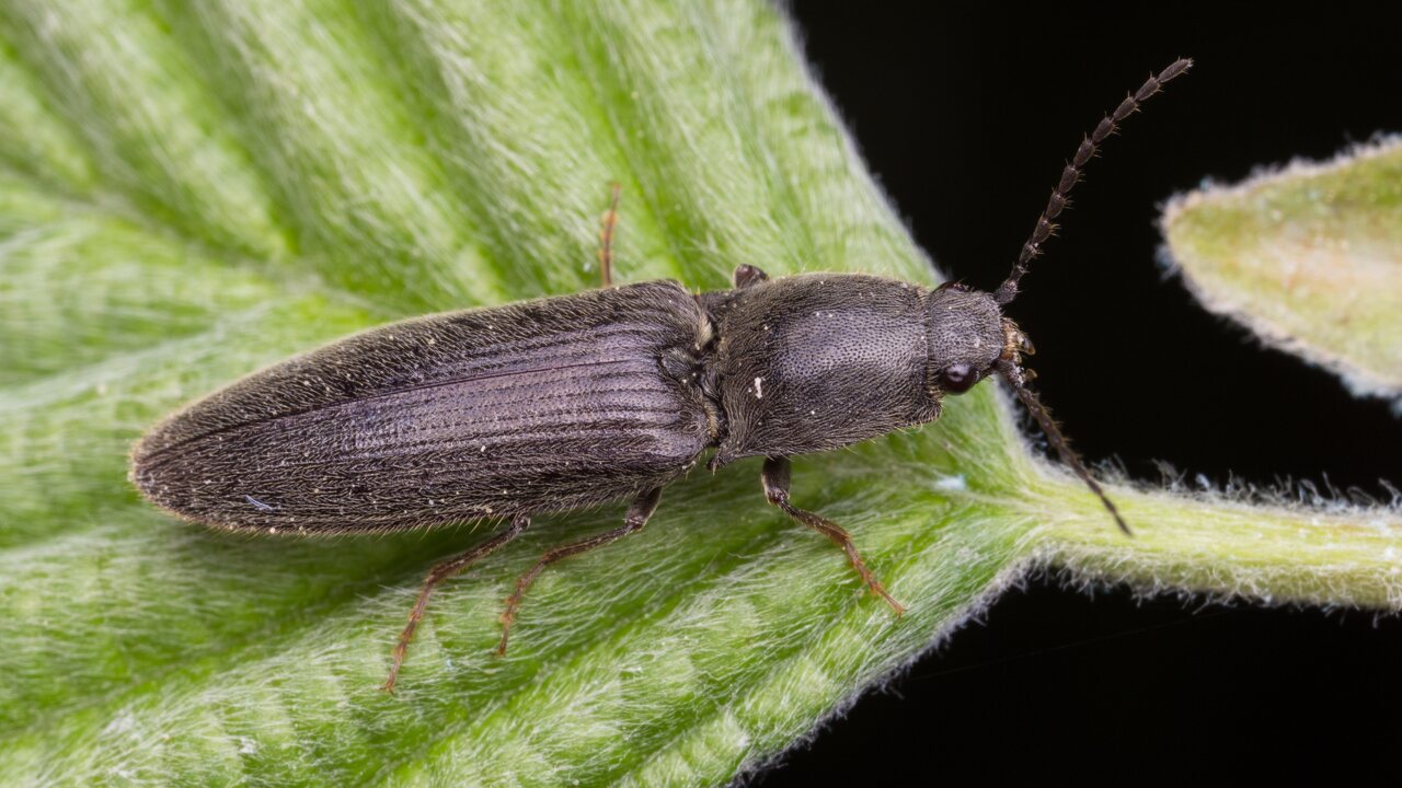  ~ other Elateridae · nerūšiuoti spragšiai