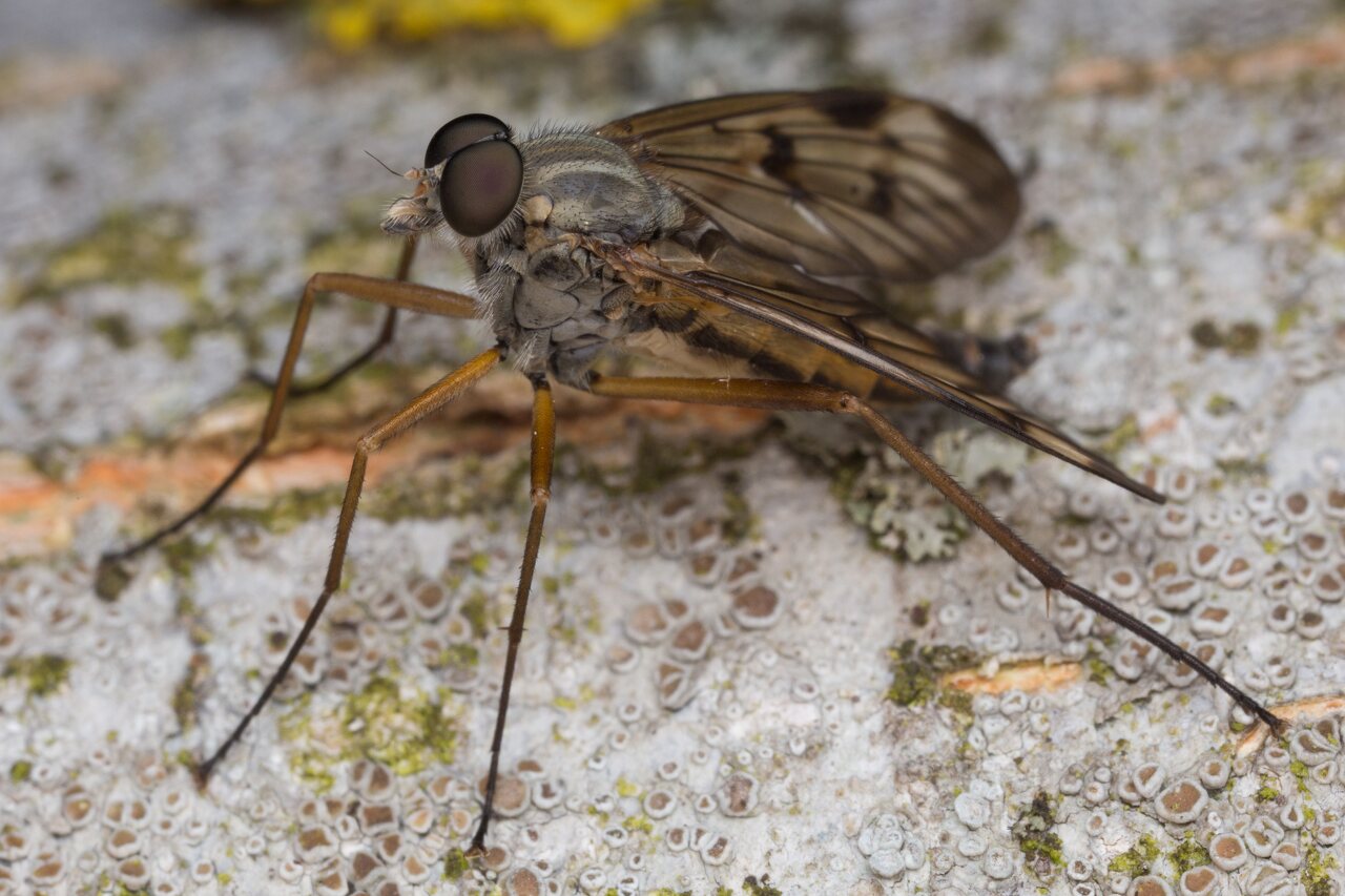 Rhagio scolopaceus · paprastoji slankmusė ♂