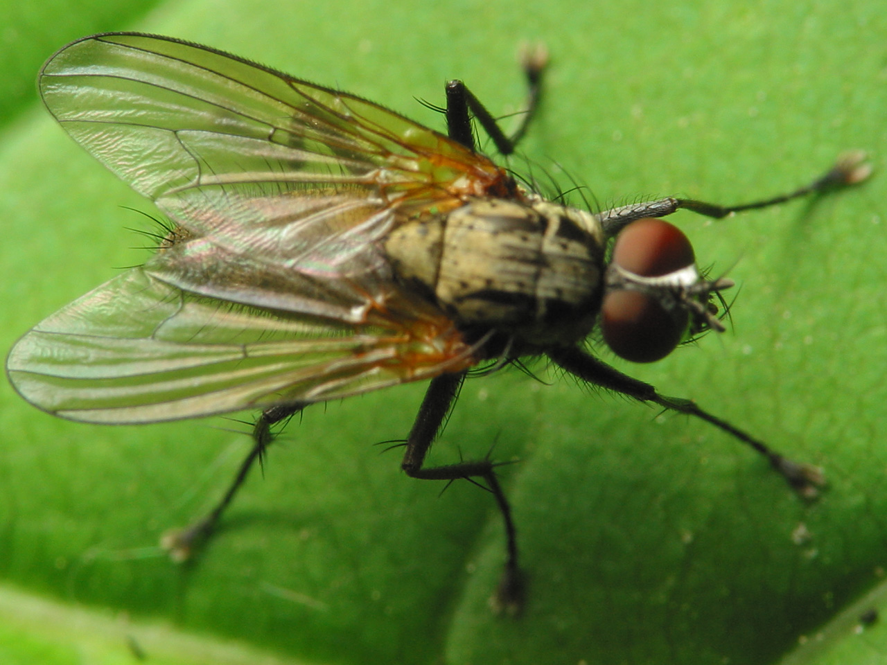 Diptera-1103.jpg