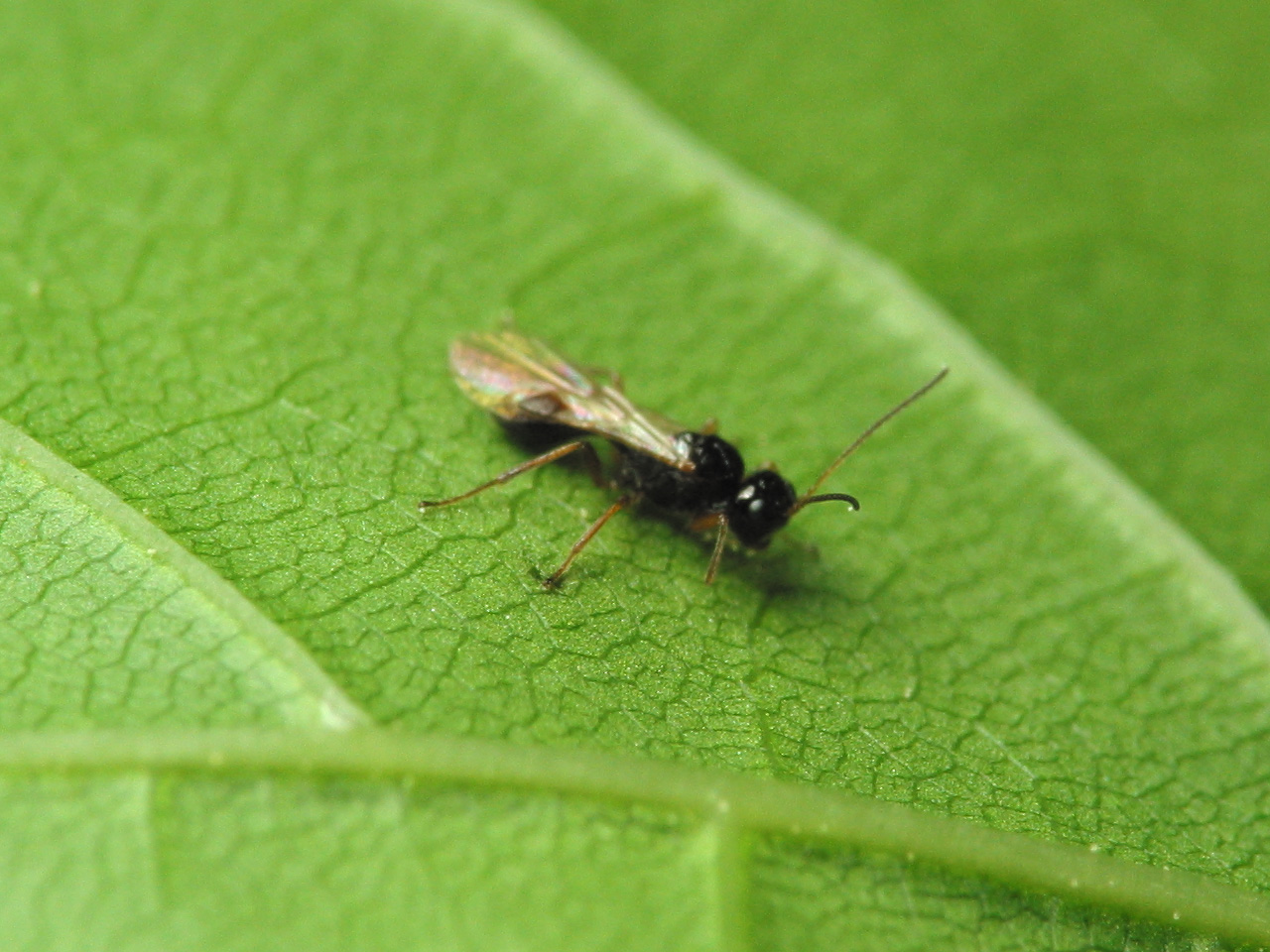 Hymenoptera-1466.jpg