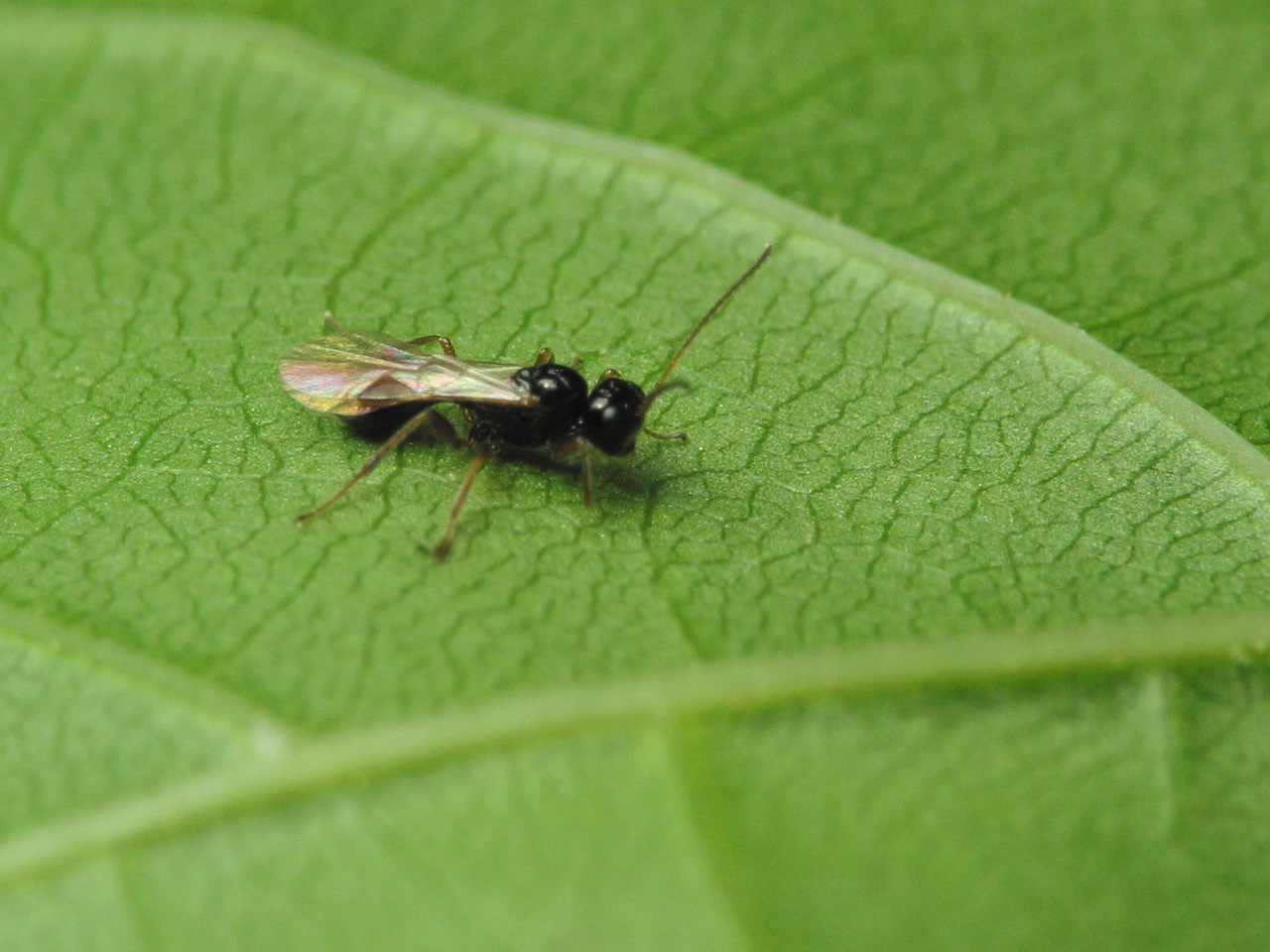Hymenoptera-1467.jpg