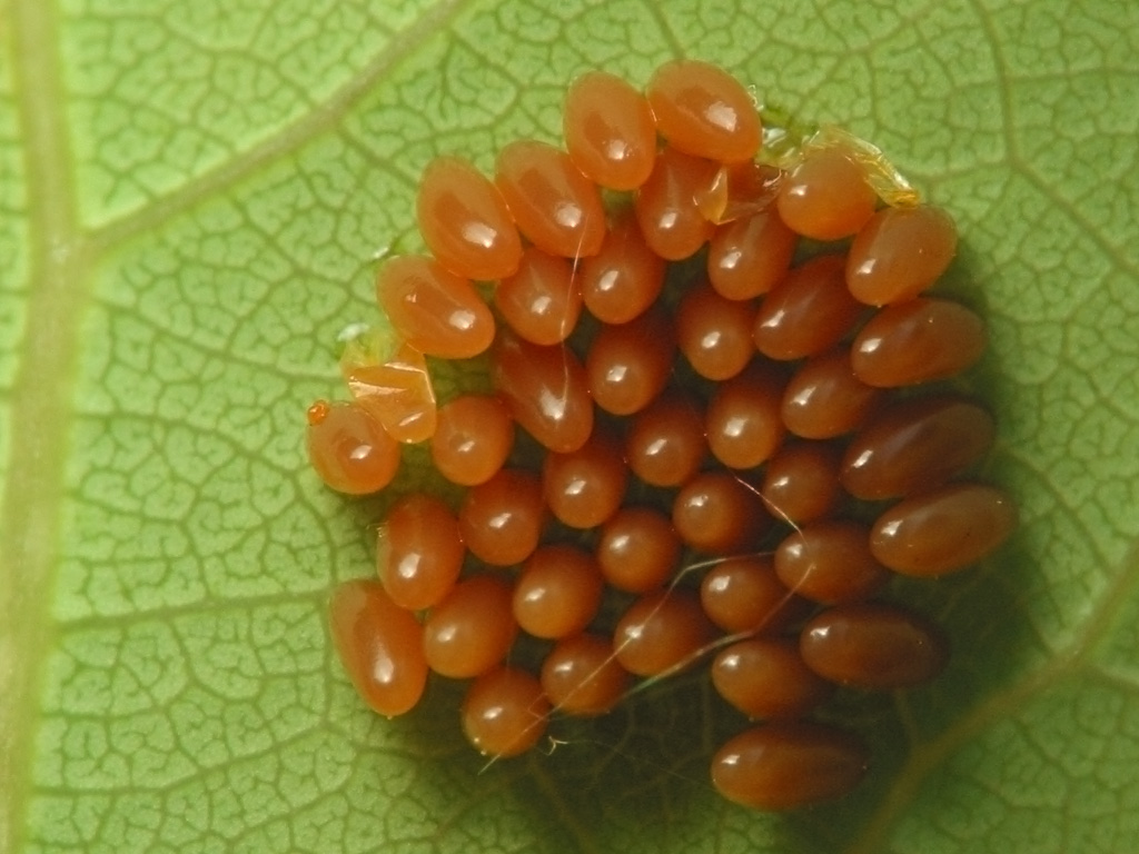 Coleoptera eggs