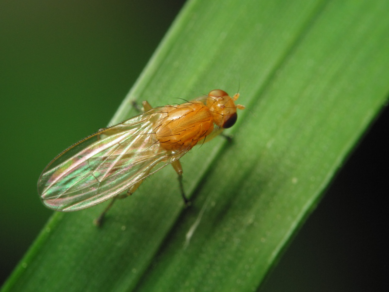 Diptera-1753.jpg