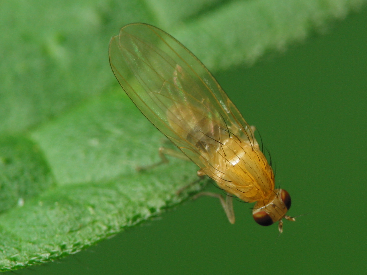 Diptera-2166.jpg