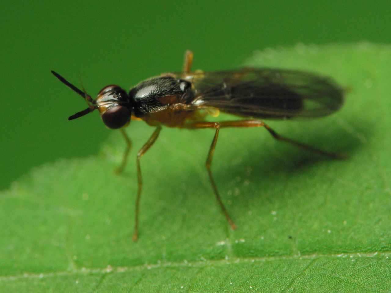 Diptera-2168.jpg