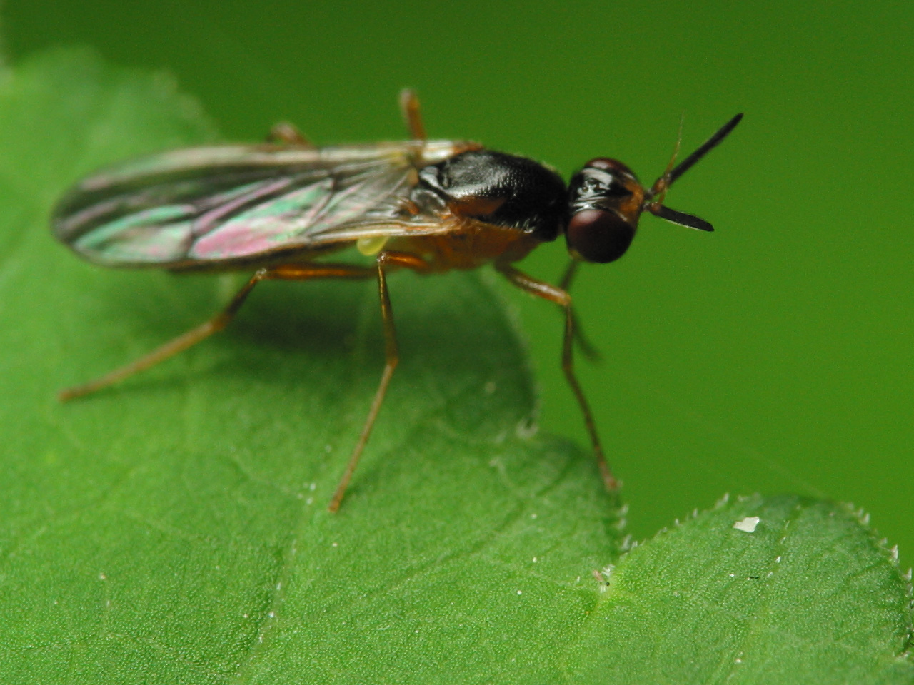 Diptera-2170.jpg