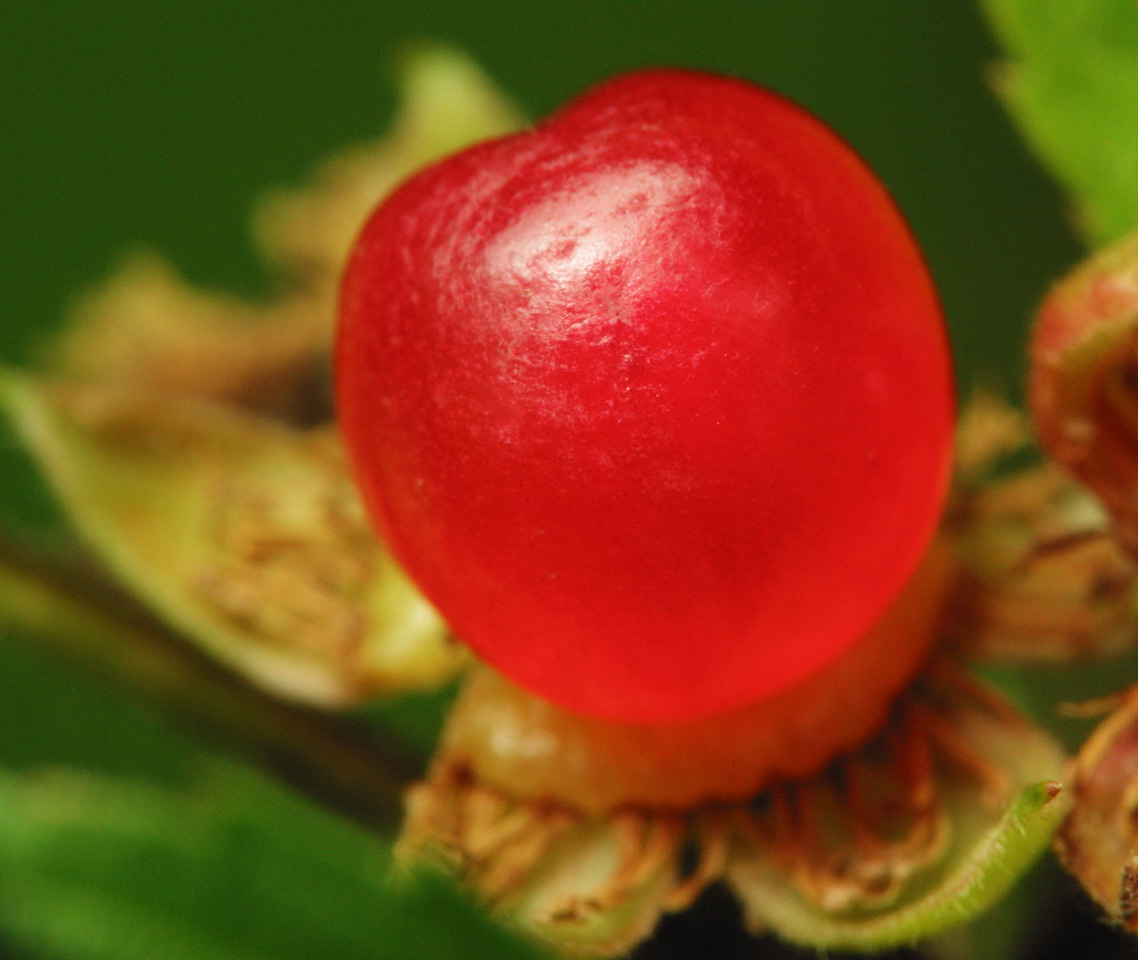 Rubus saxatilis fruit · paprastoji katuogė, vaisius