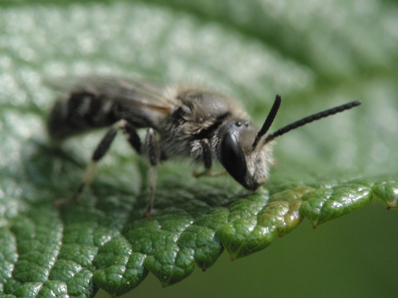 Apidae-3240.jpg