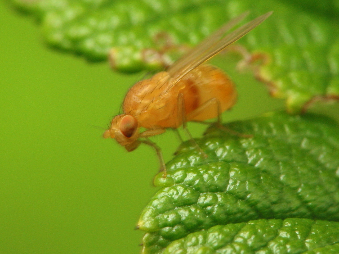 Diptera-3247.jpg