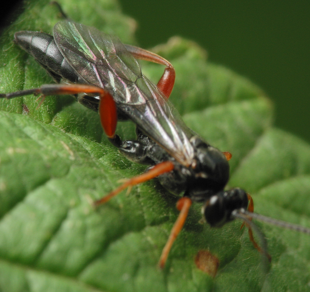 Hymenoptera-3303.jpg