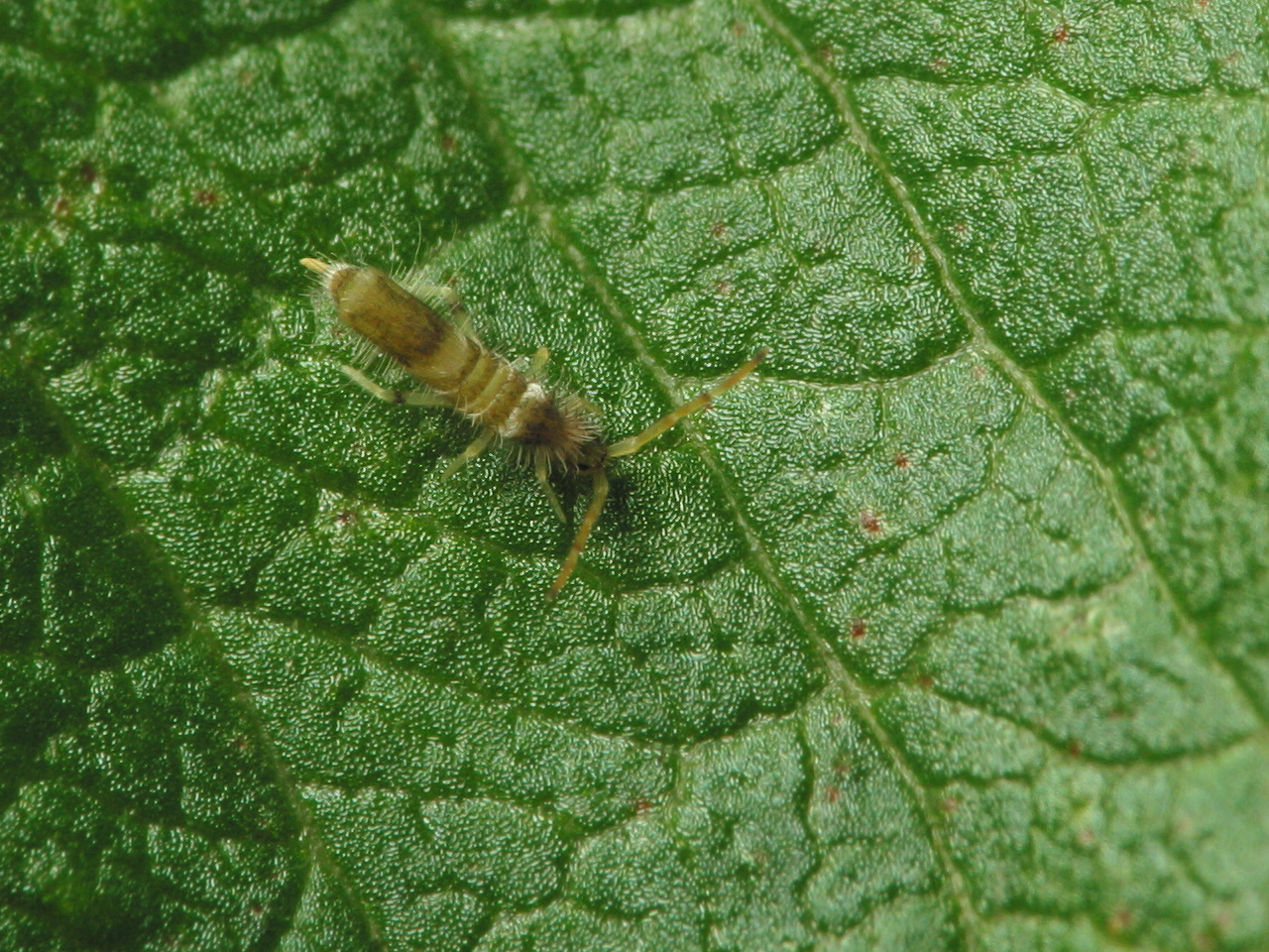 Entomobryidae-3541.jpg