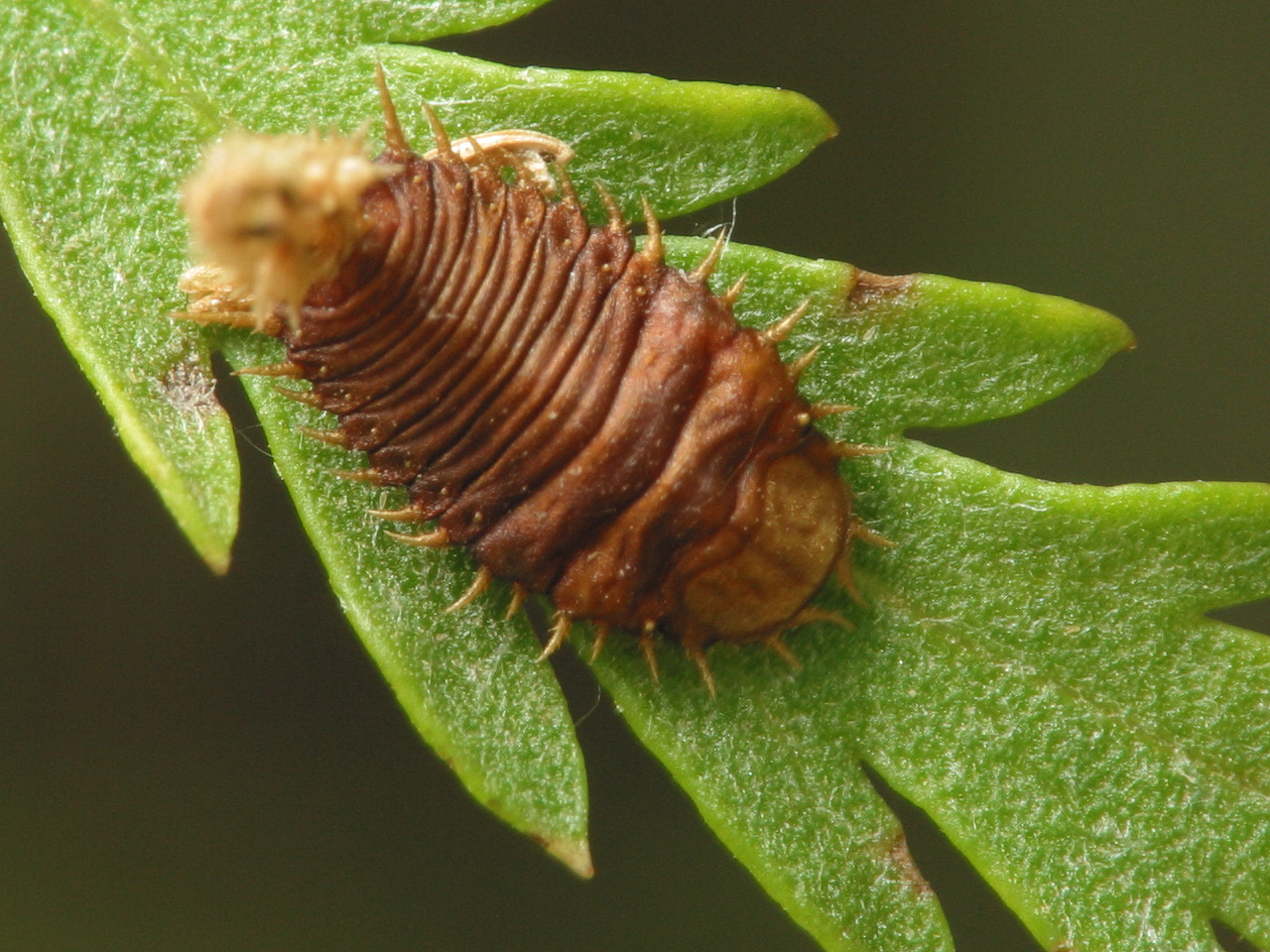 Cassida stigmatica larva · bergždyninis skydinukas, lerva