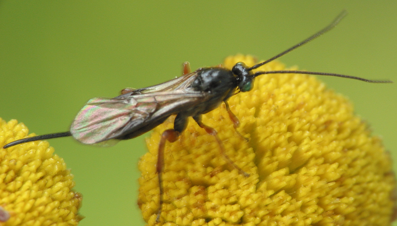 Hymenoptera-4279.jpg