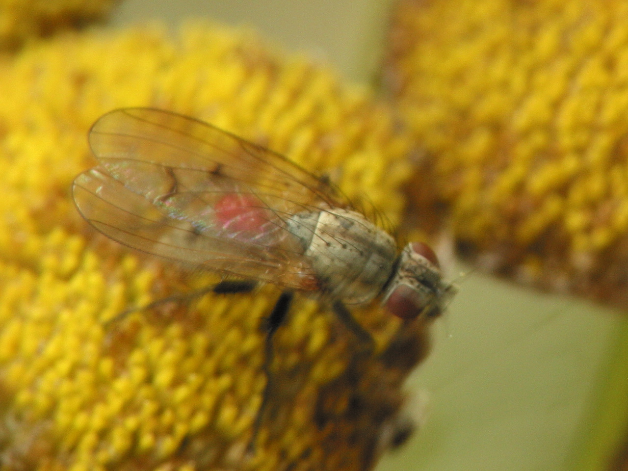 Diptera-4283.jpg