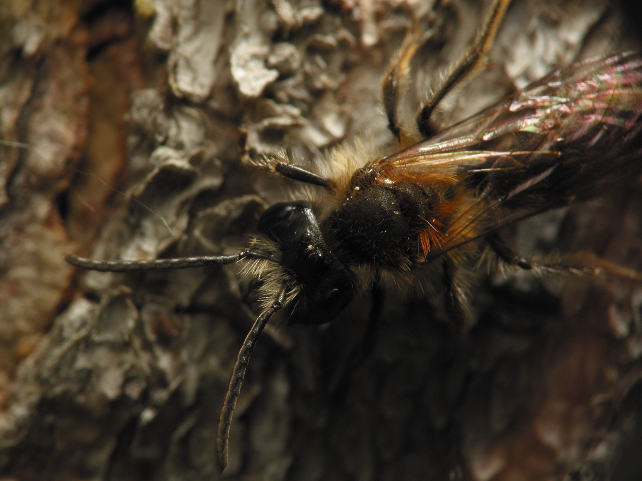 Apidae-5864.jpg