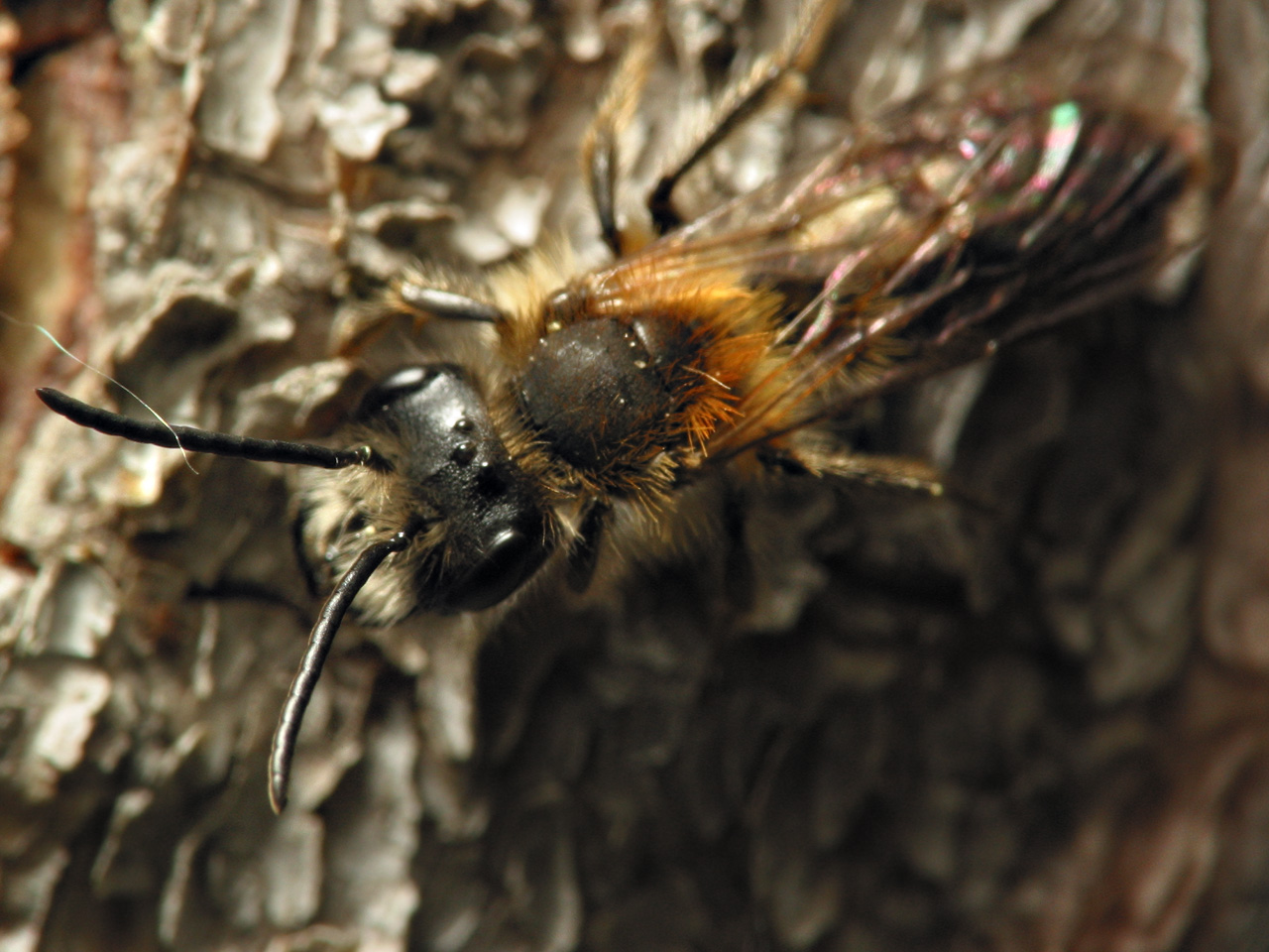 Apidae-5865.jpg
