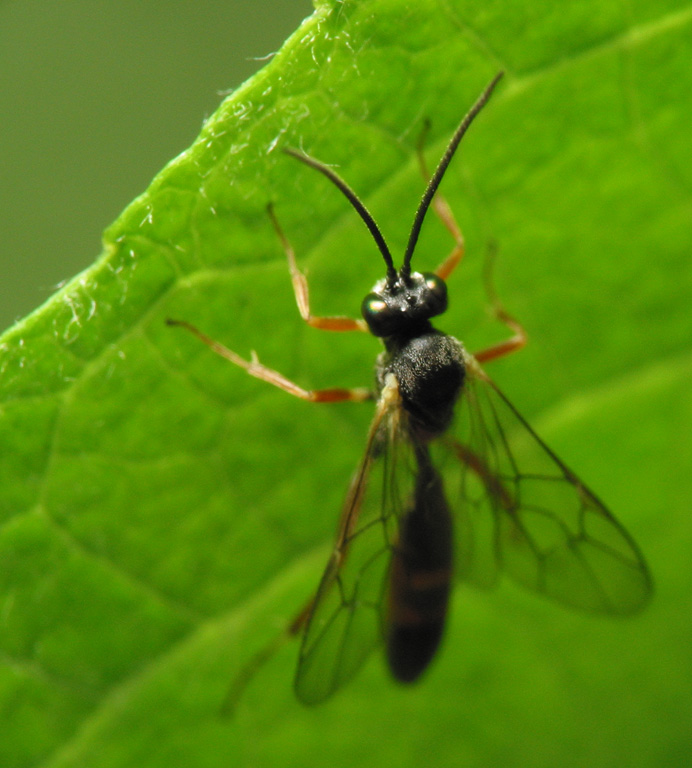 Hymenoptera-5873.jpg