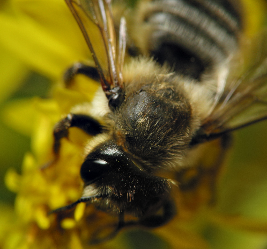 Apidae-6486.jpg