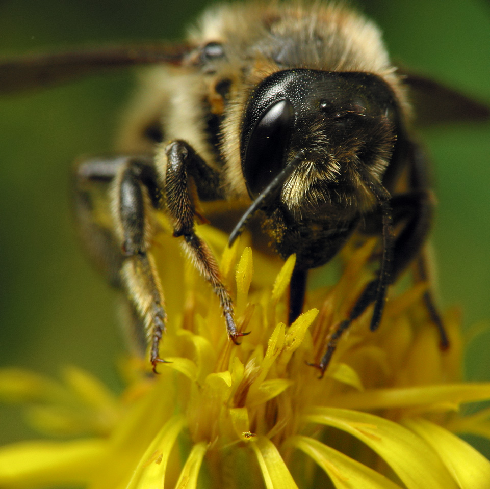 Apidae-6488.jpg