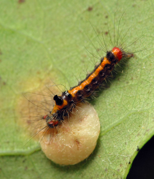 Euproctis similis, young caterpillar · geltonuodegis verpikas, jaunas vikšras
