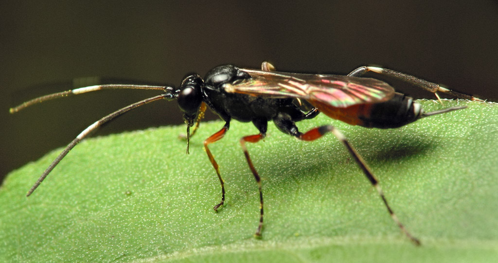 Hymenoptera-6663.jpg