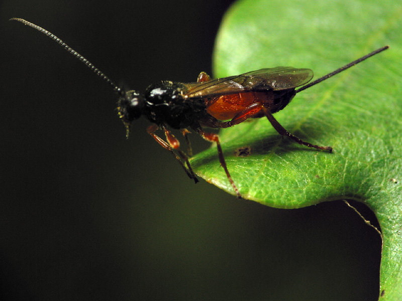 Hymenoptera-6740.jpg